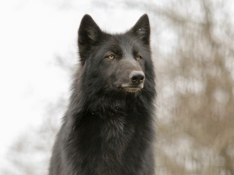 Meeko at Saint Francis Wolf Sanctuary