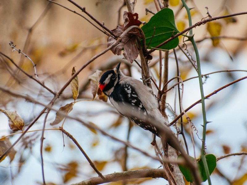 Woodpecker at Radnor Lake State Park