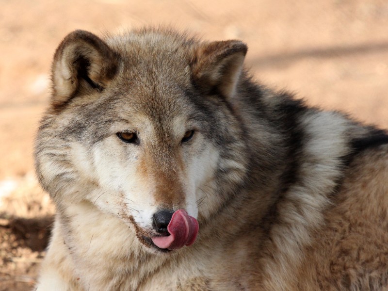 Wolf at Saint Francis Wolf Sanctuary, Navasota, Texas