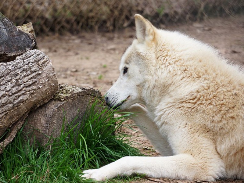 Saint Francis Wolf Sanctuary