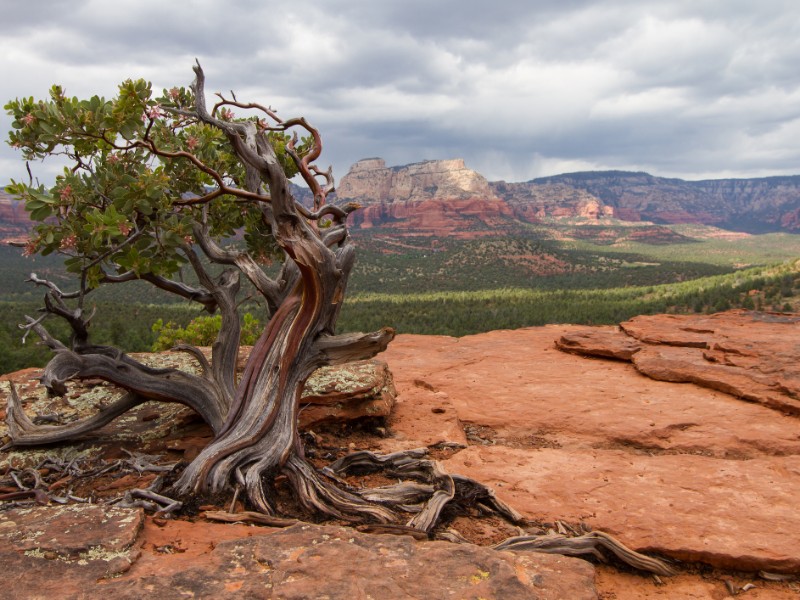 A twisted manzanita tree in  Sedona, Arizona