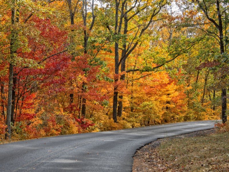 Autumn Road In DeSoto State Park In Alabama