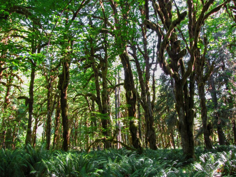 Quinault Rain Forest with lush ferns on the forest floor and moss hanging from tree branches, Olympic National Park, Washington, USA