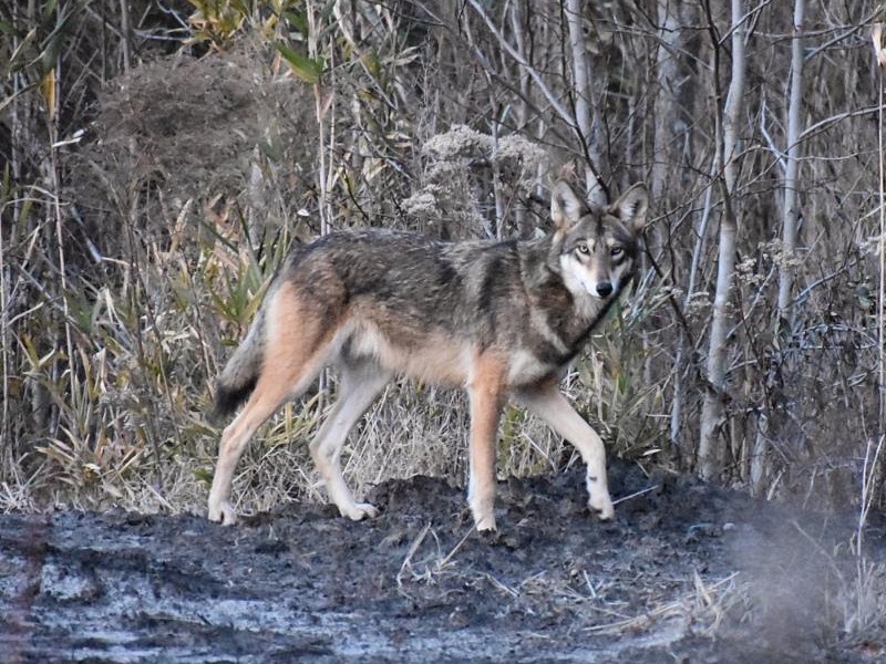 Red Wolf at Alligator River National Wildlife Refuge