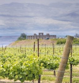 vineyard in columbia gorge with mountains looming