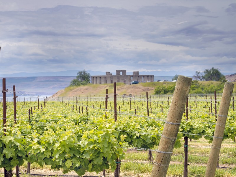 Vineyard in Maryhill Stonehenge, Washington State along Columbia River Gorge.