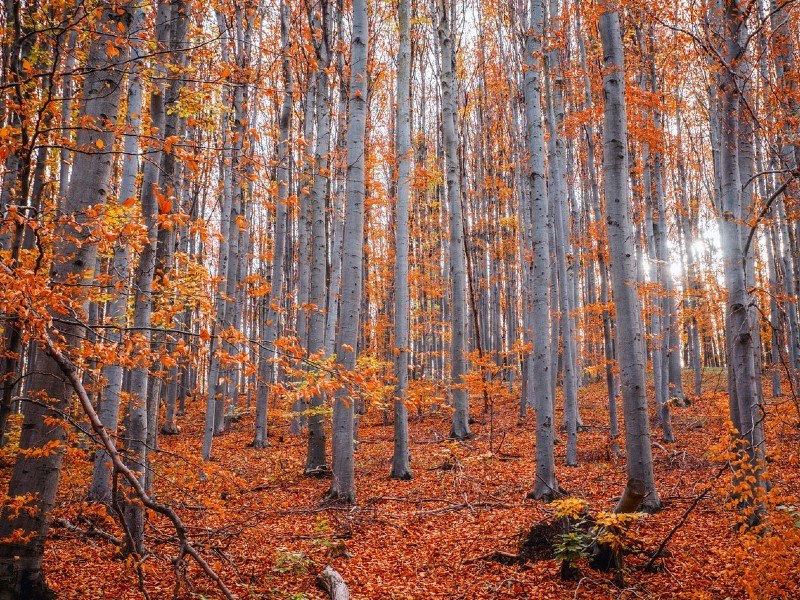 Fall hiking