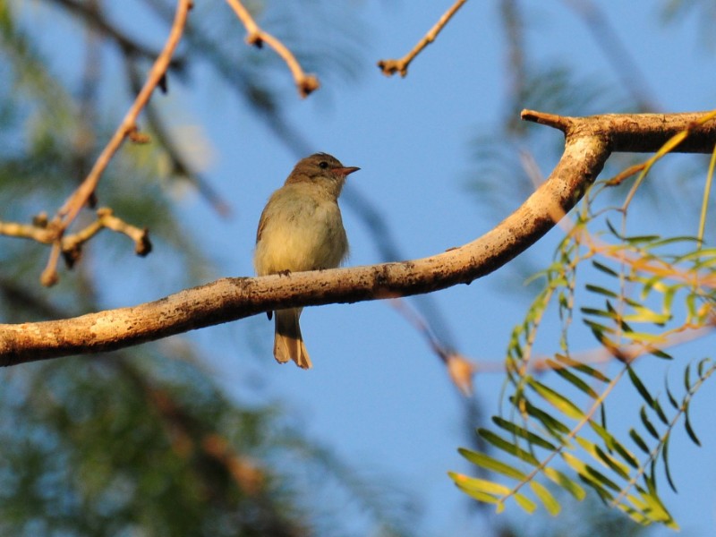 Sparrow in Bentsen-Rio Grande Valley State Park