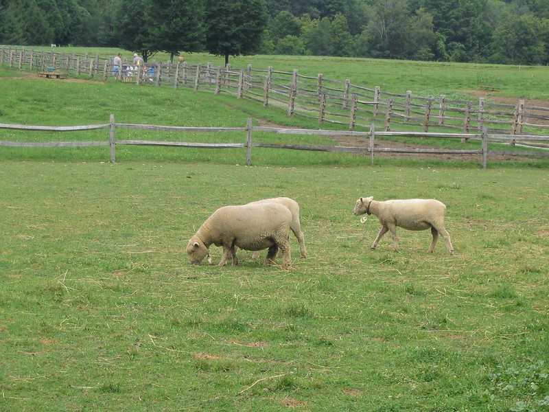 Grazing at Marsh-Billings-Rockefeller National Historical Park