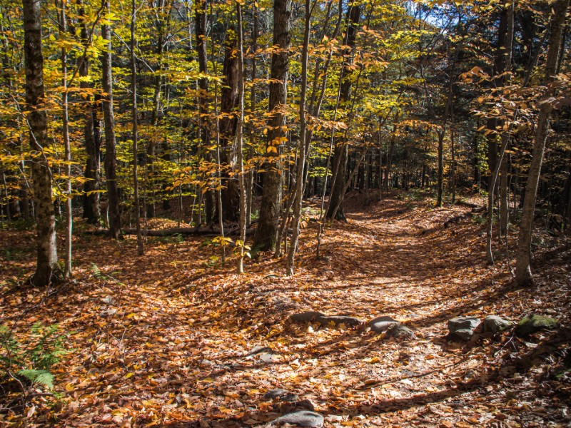 Mt. Mansfield state forest trail