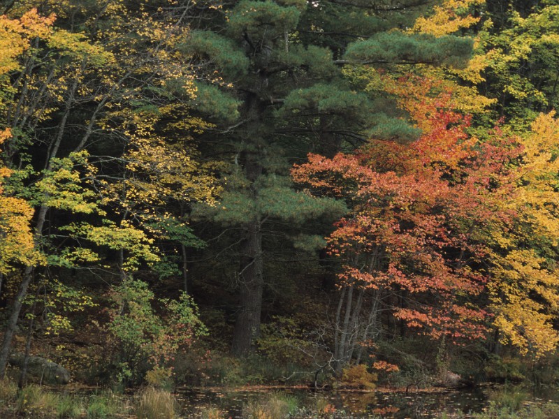 Pawtuckaway State Park, Nottingham County, New Hampshire