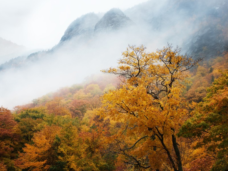 Trees and fog, Smugglers Notch in Autumn, near Stowe, Vermont