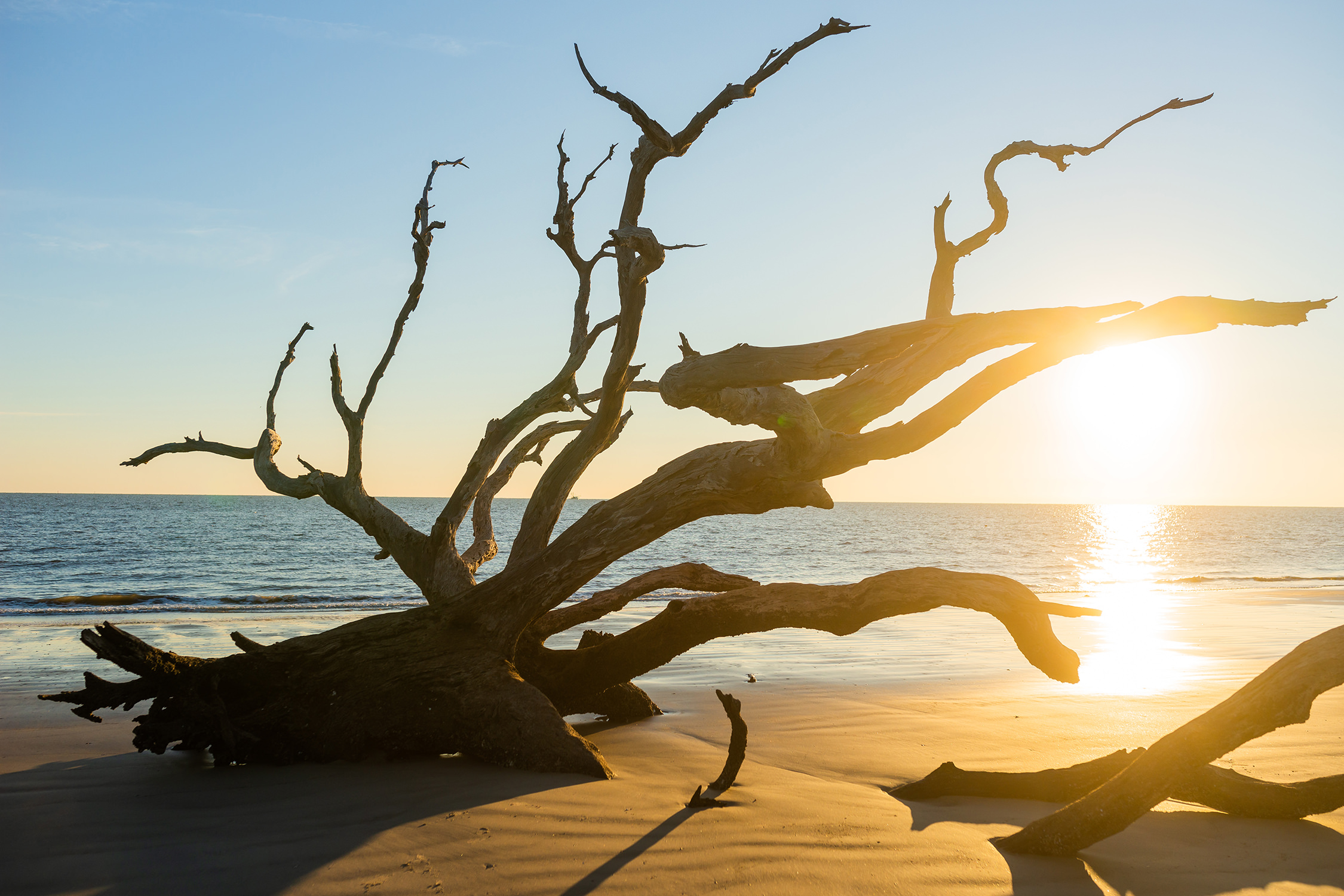 Jekyll Island Driftwood Beach