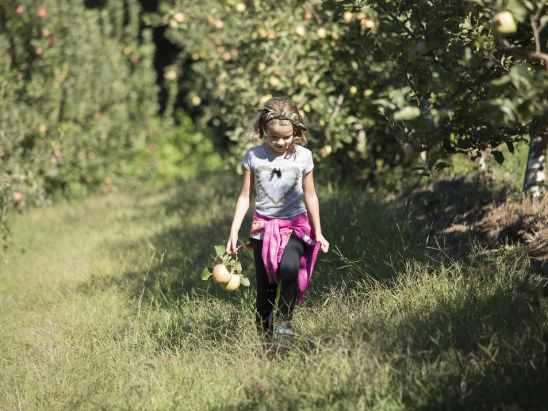 Apple picking