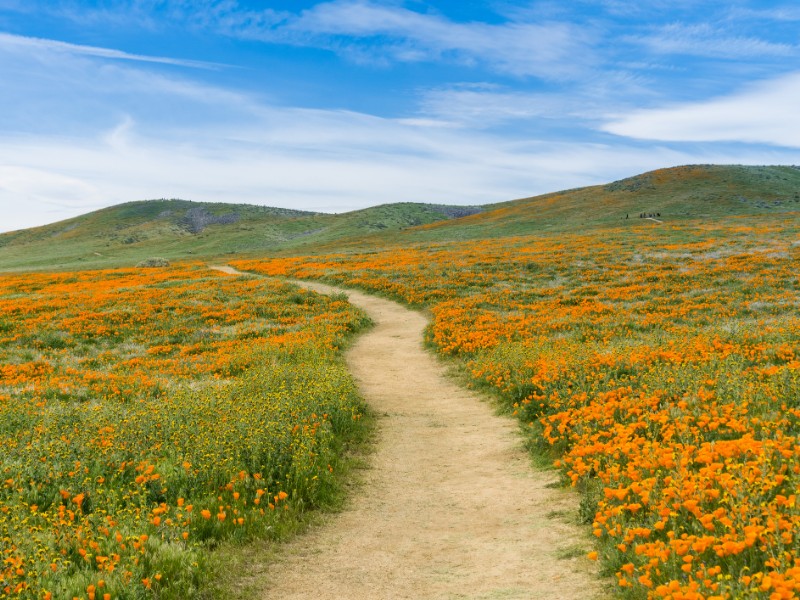 Trail on the hills of Antelope Valley California Poppy Reserve