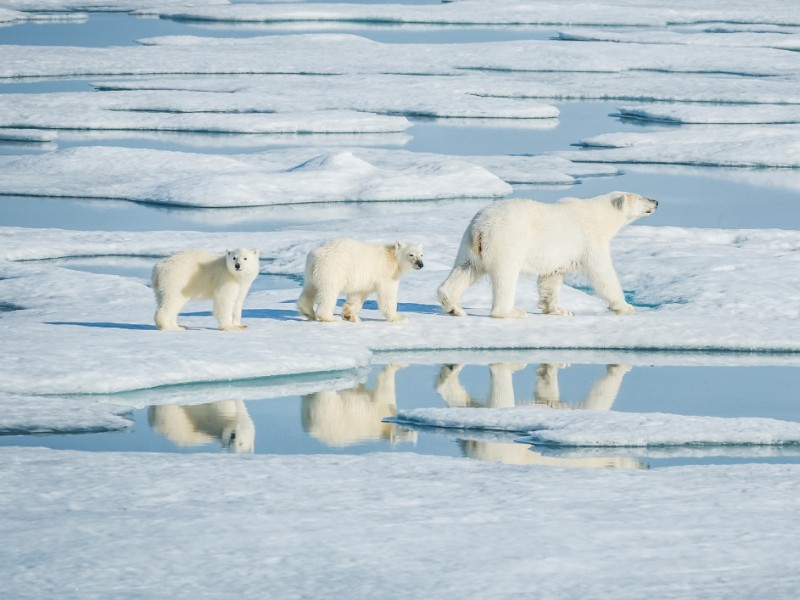 Polar bears and icebergs in the Canadian Arctic, Manitoba