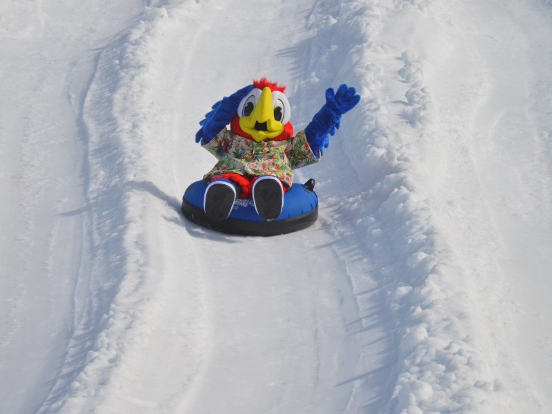 Parrot mascot on a snow tube