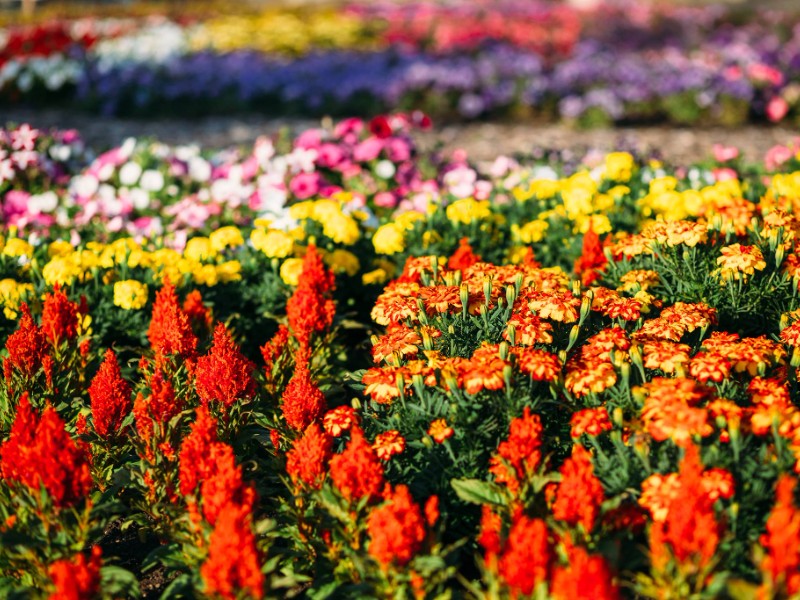 The Oregon Garden