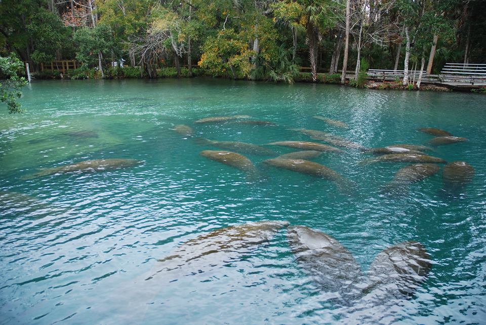 Springs at Homosassa