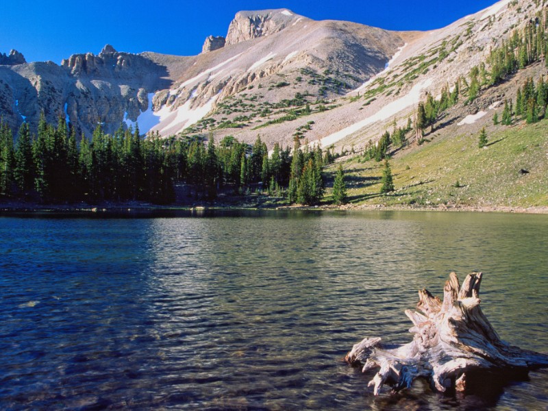 Stella Lake and driftwood, Great Basin National Park