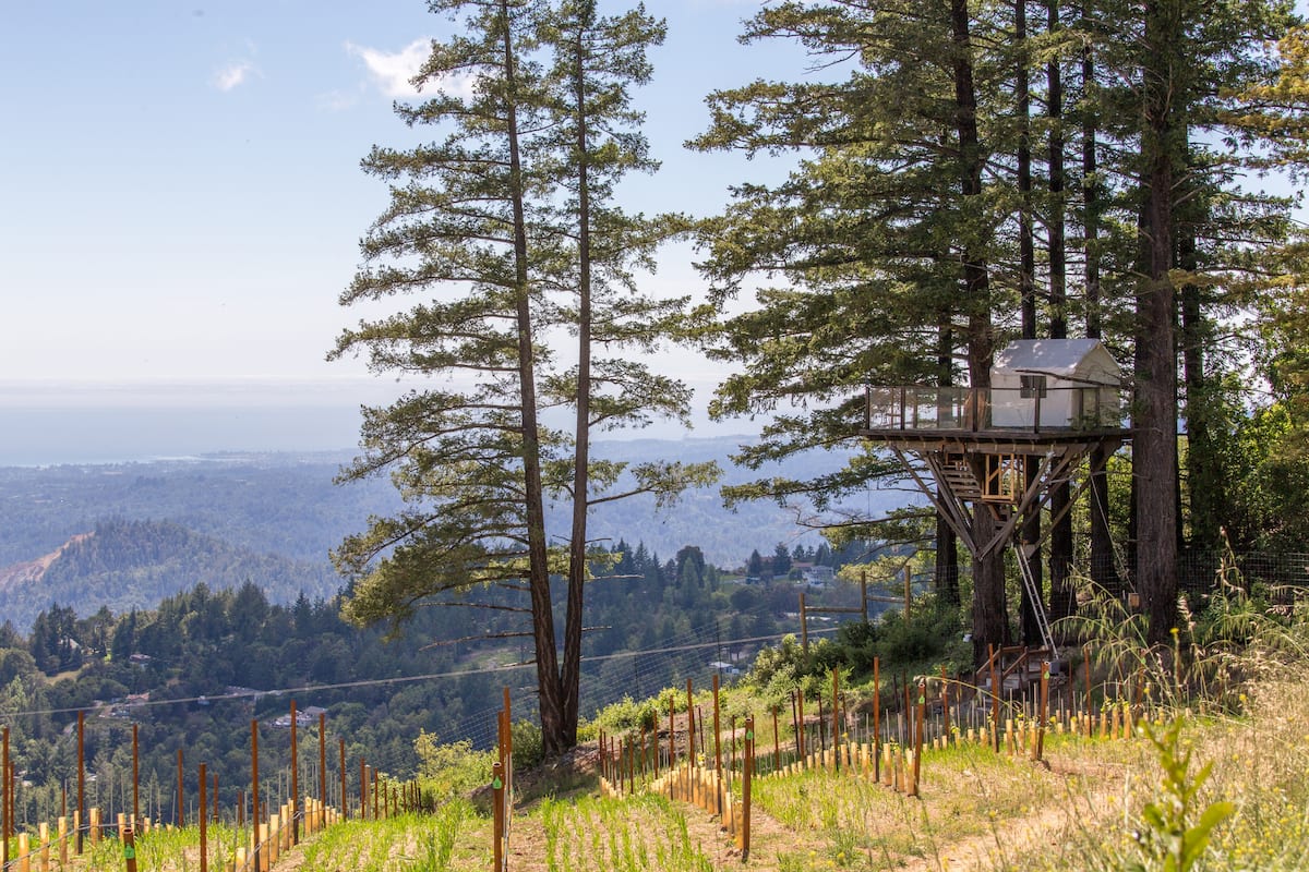 View of Treehouse in Vineyard Overlooking Monterey Bay