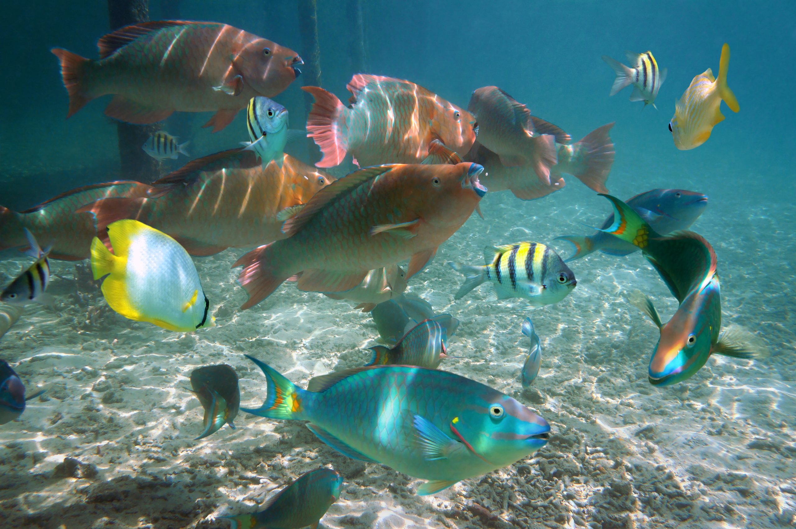 Colorful tropical fish in Belize