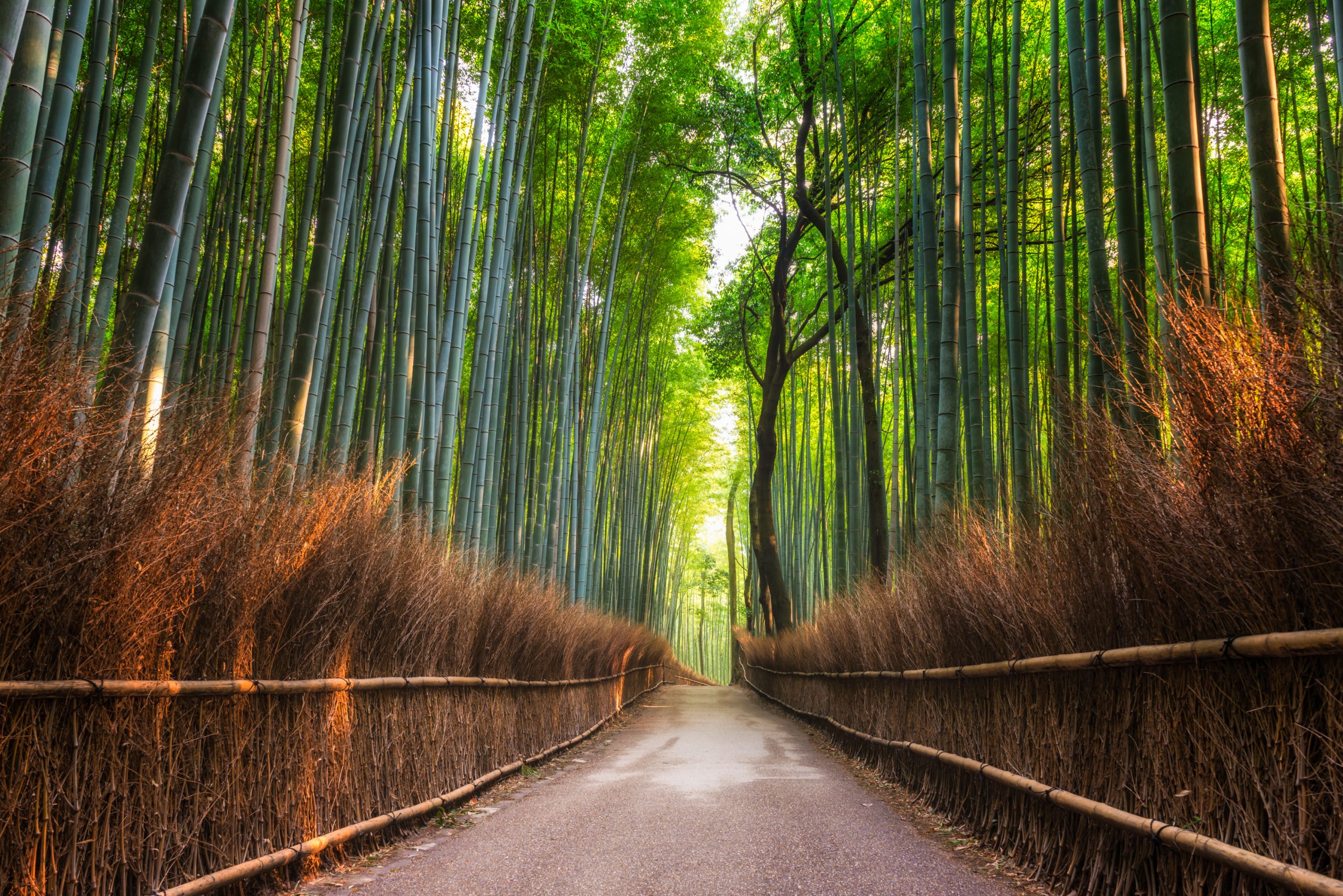 Arashiyama Bamboo Grove, Kyoto, Japan