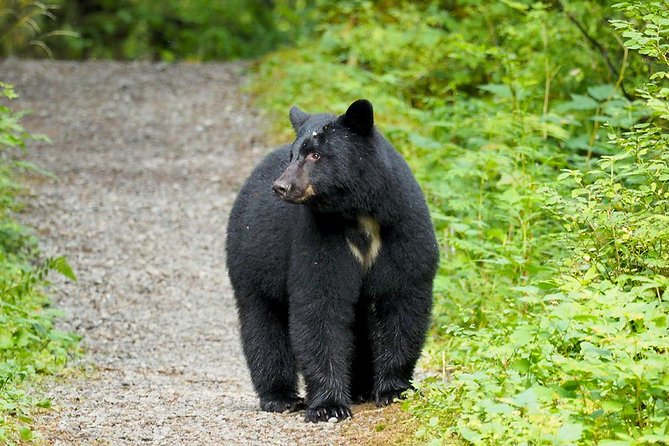 Traitors Cove Bear Viewing