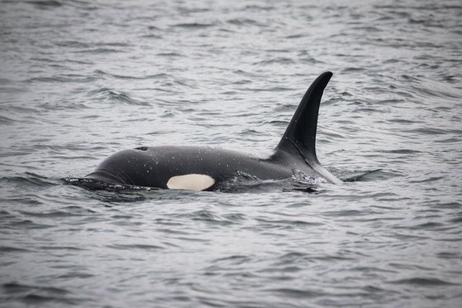 Orca seen on Whale Watching Tour Ketchikan