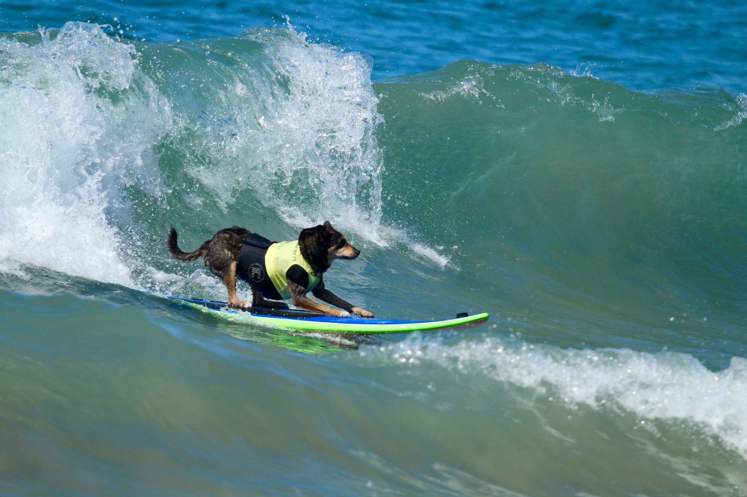 Dog surfing at Huntington Beach