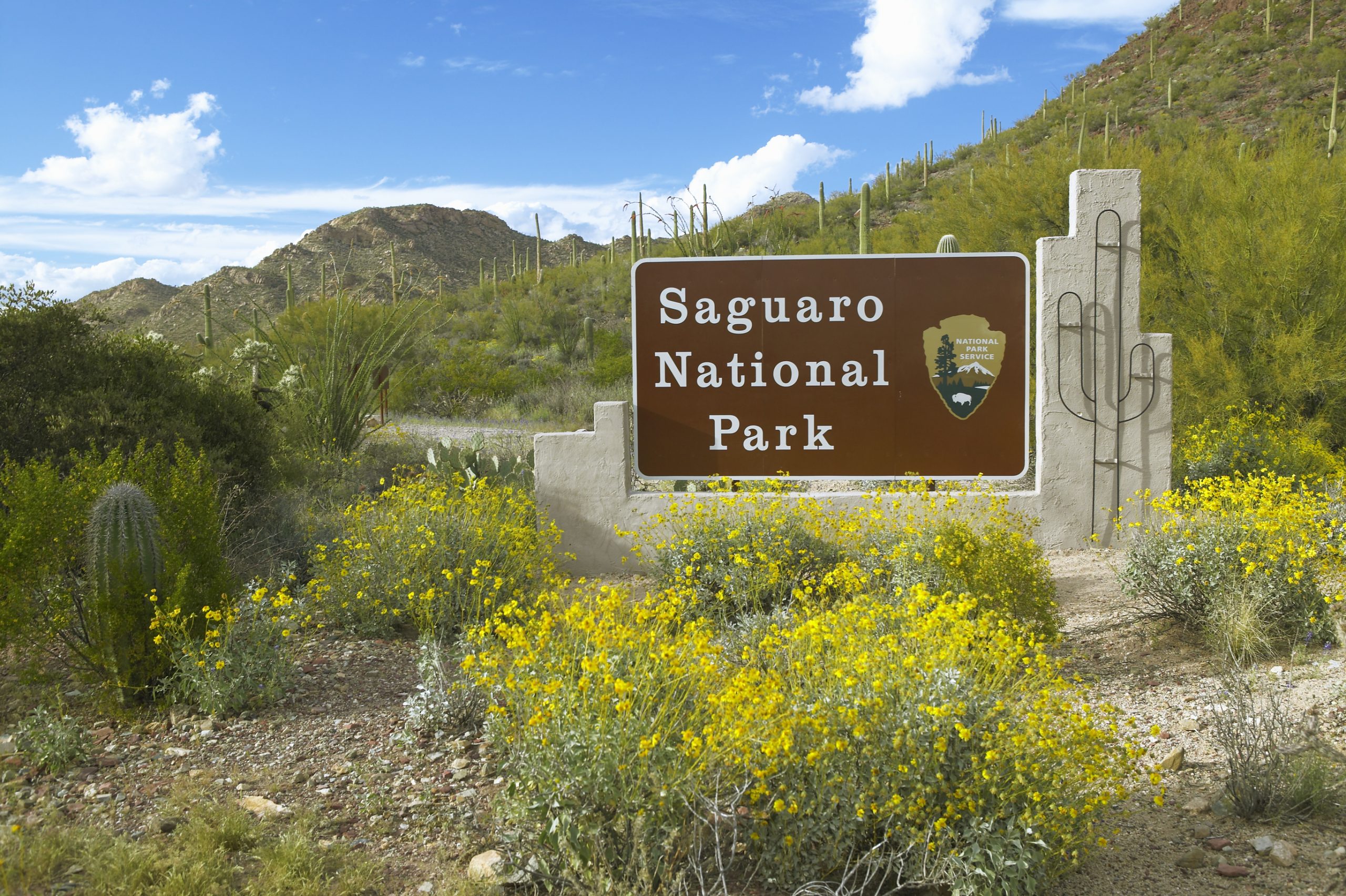 Saguaro National Park, Arizona