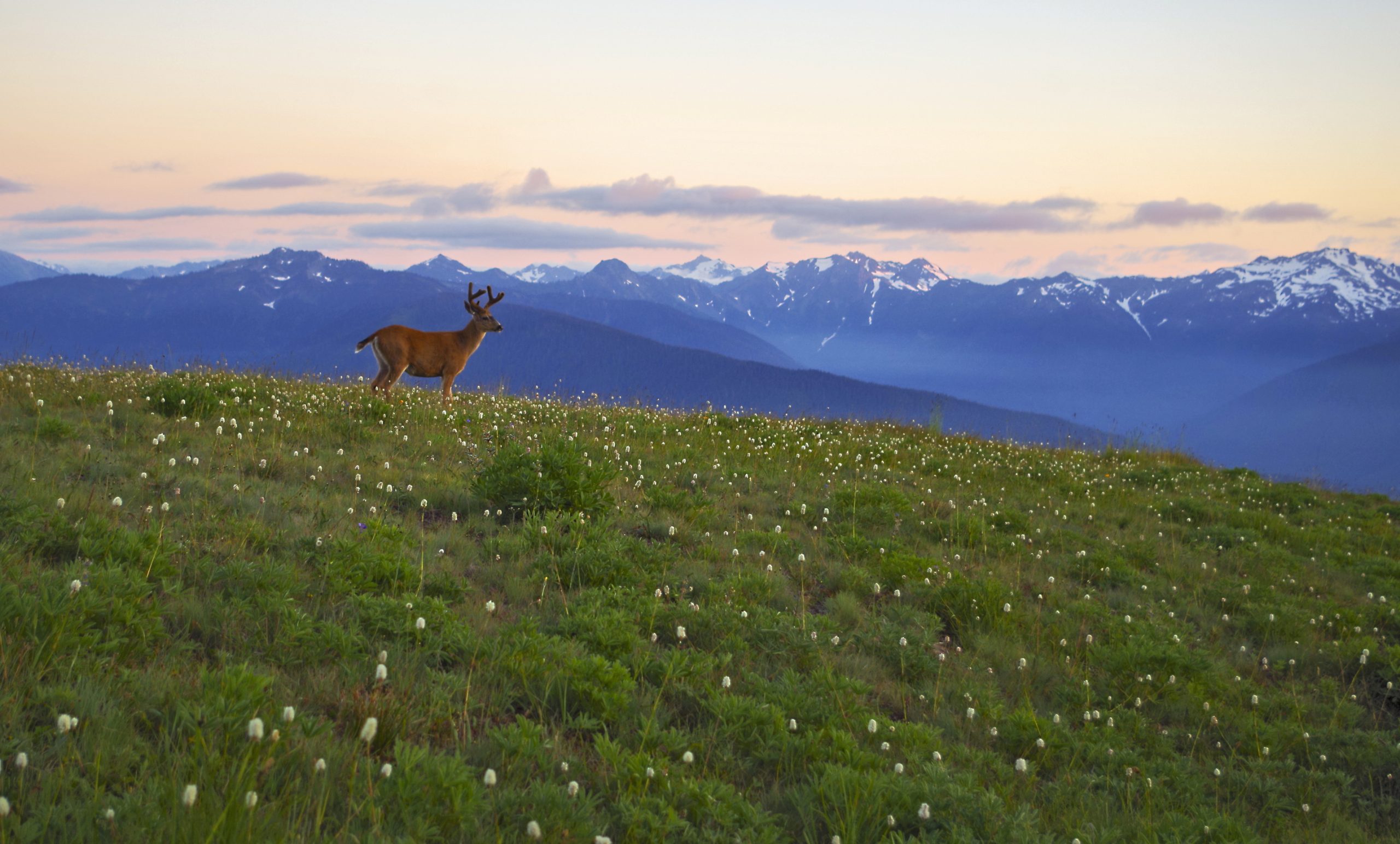 Deer, Mountains and meadows Hurricane Ridge, Olympic National Park