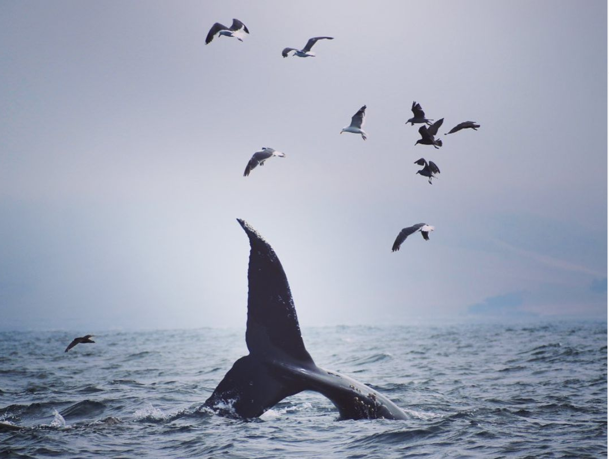 Humpback whale off the central coast of California near Morro Bay