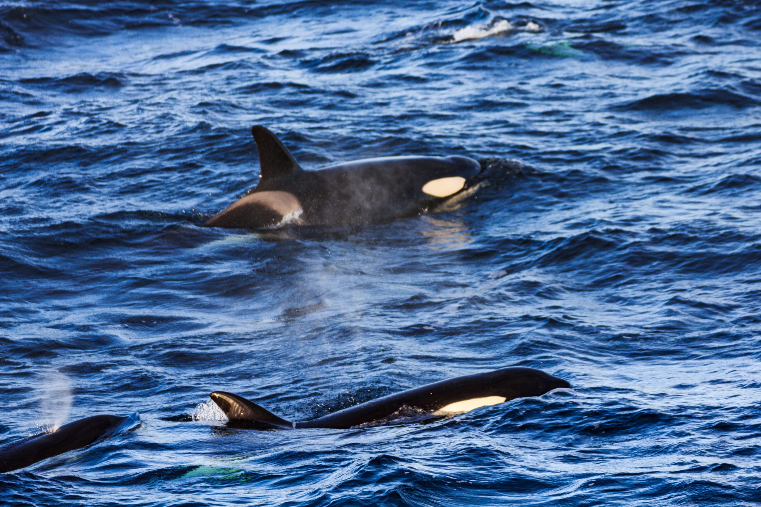 Orca whales near Andenes, Norway