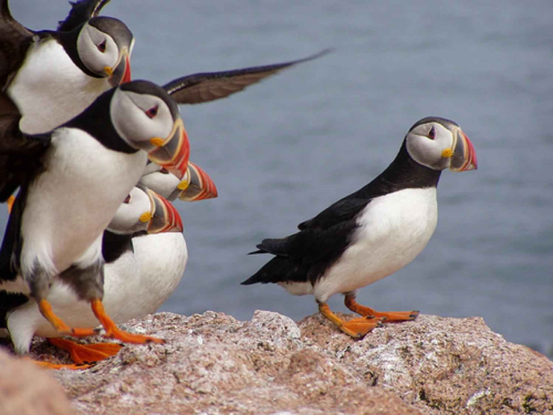 Puffins