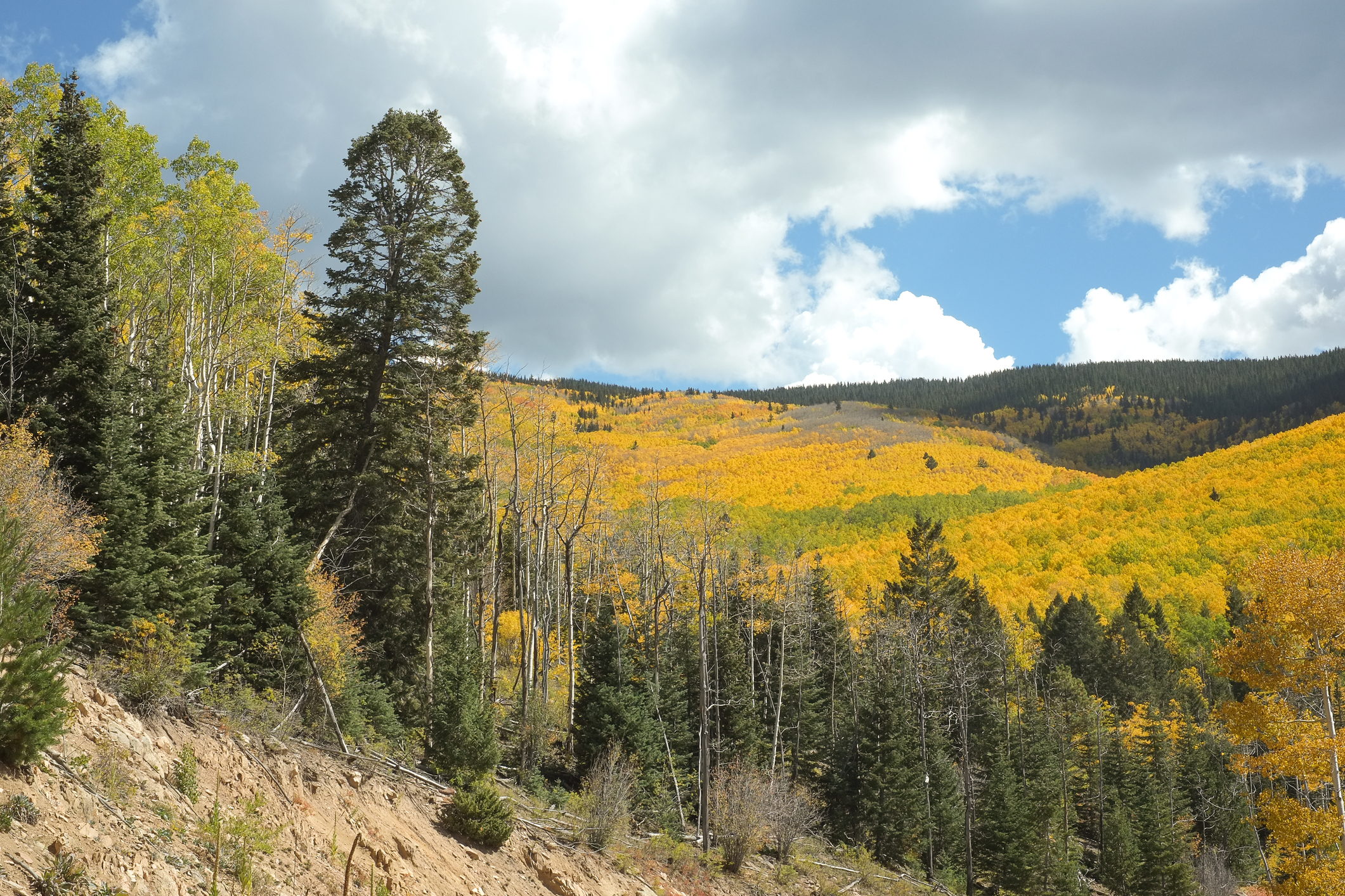 The fall leaves in the forest are spectacular 