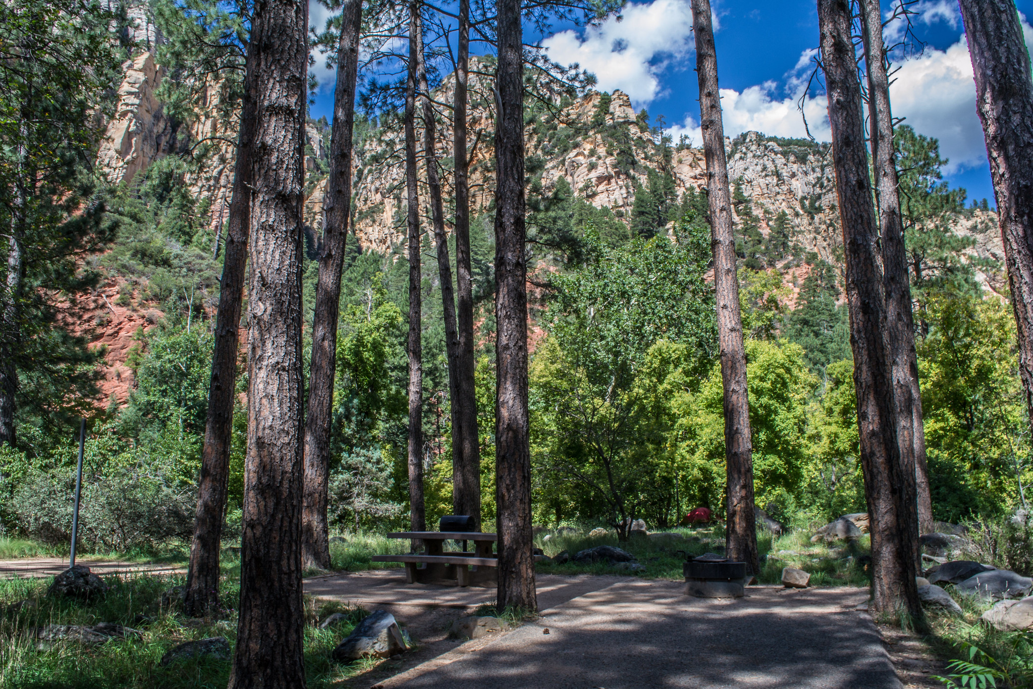 A popular camping spot among the towering pines