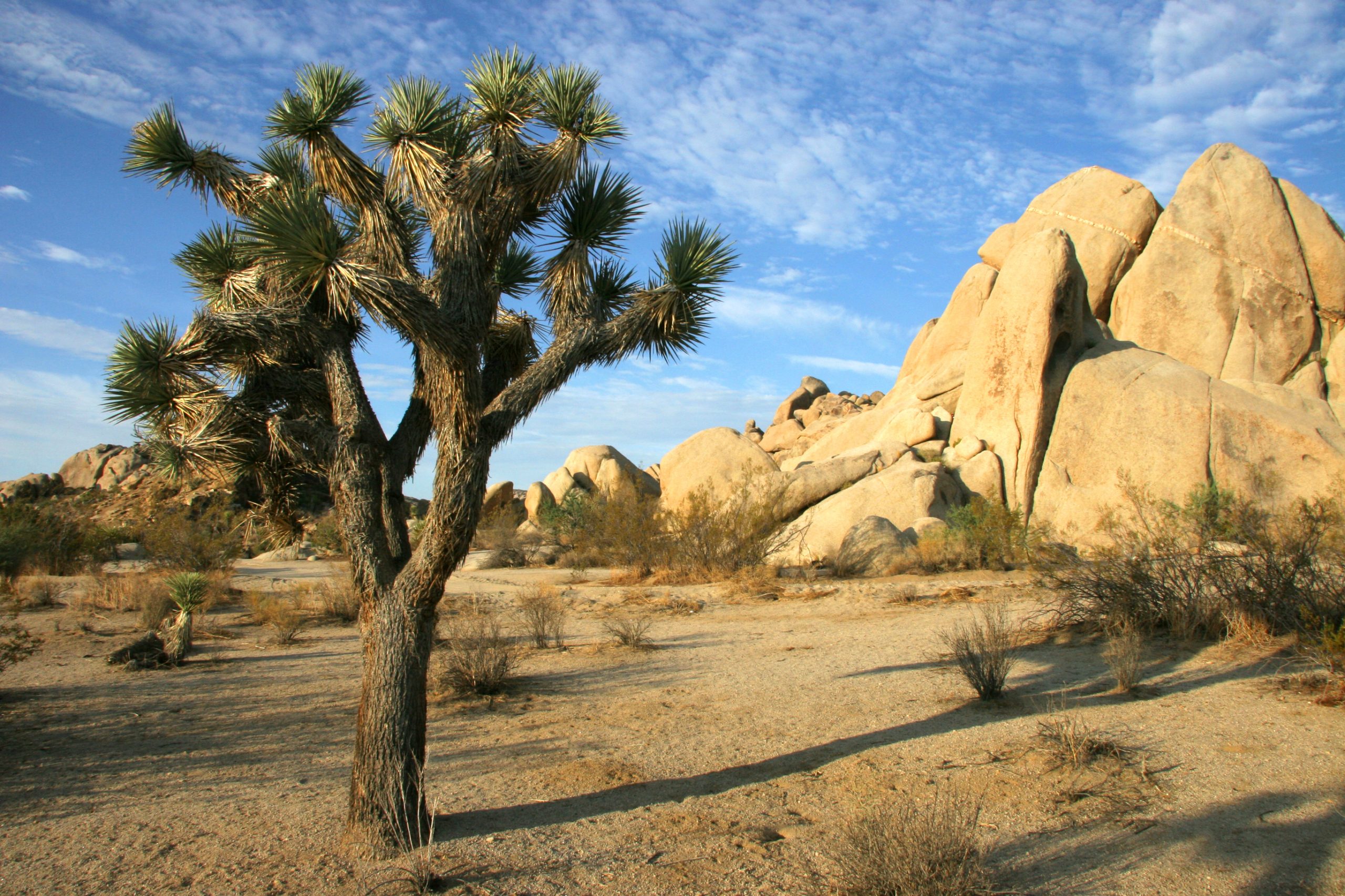 Joshua Tree National Park