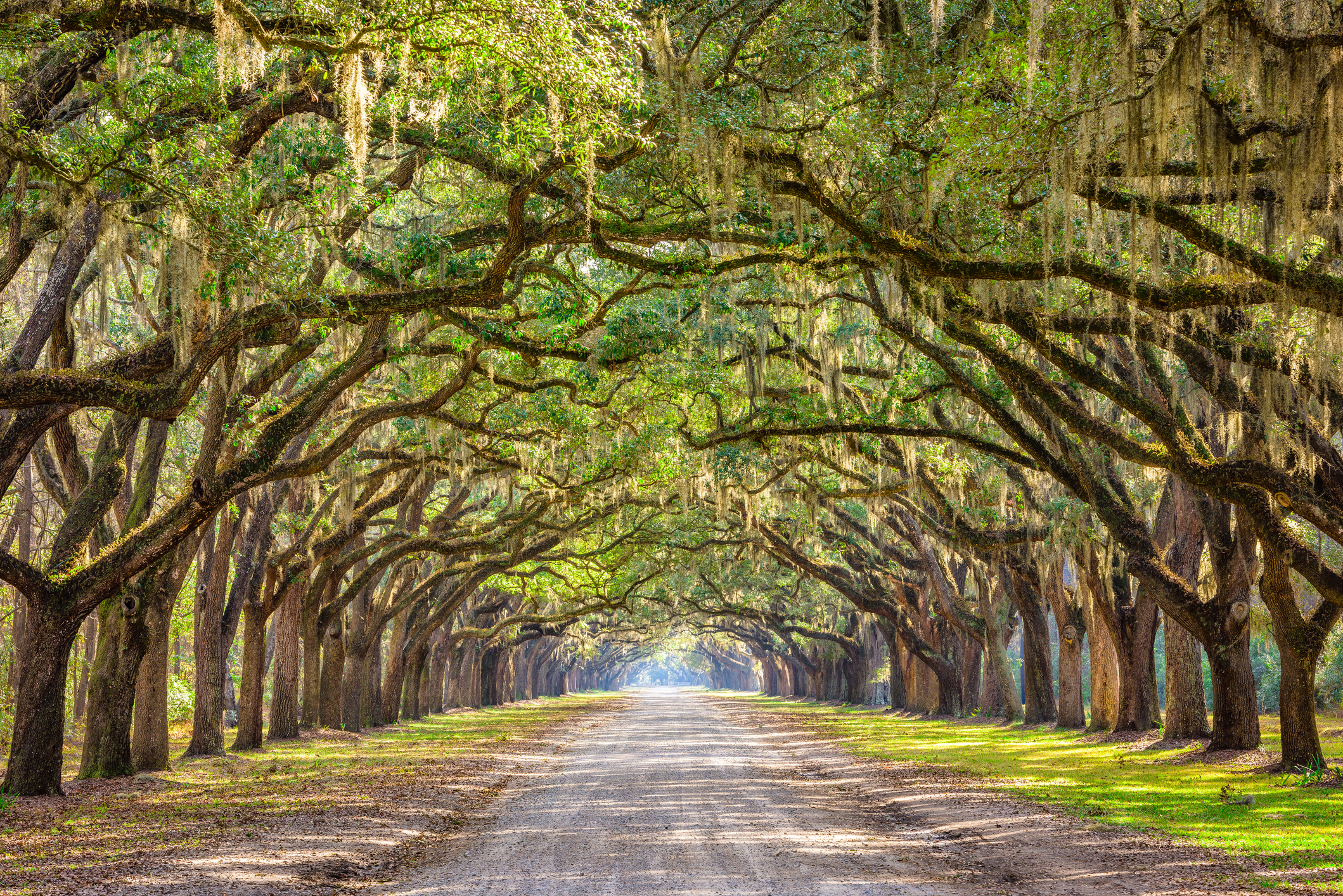 Oak-lined road at Wormsloe Historic Site 