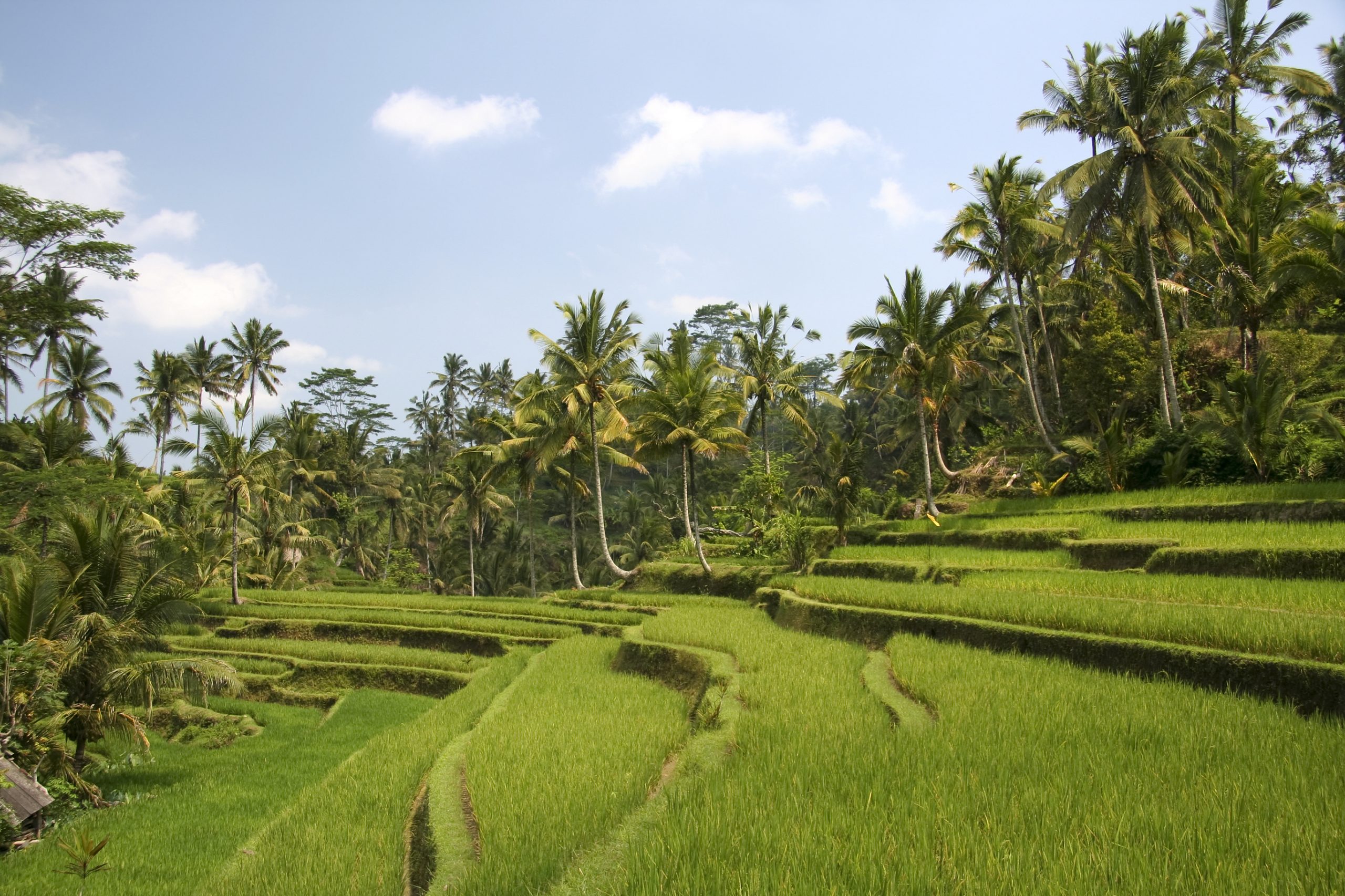 Rice fields in Ubud, Bali