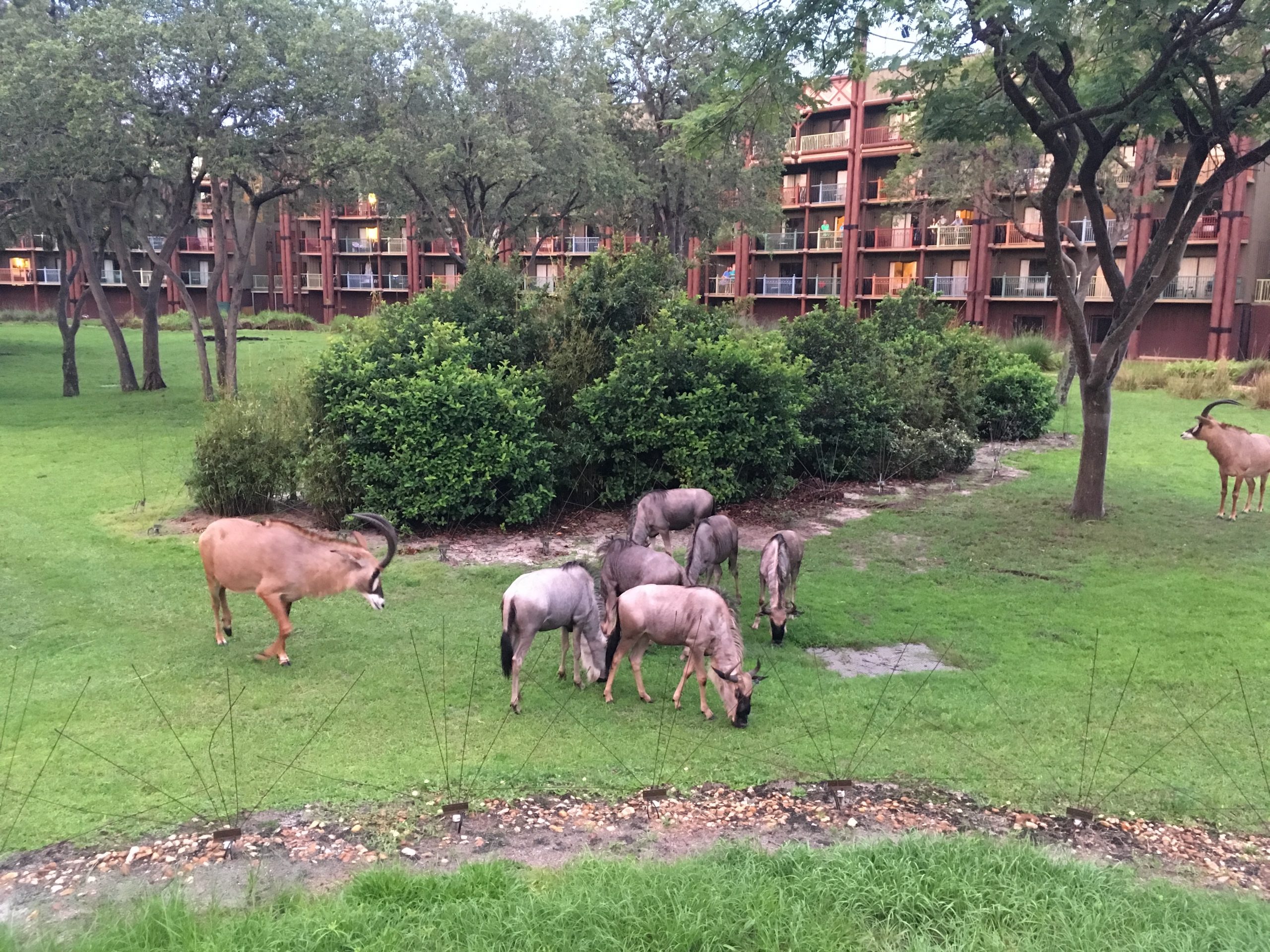 Anyone can stop by to see the animals at Disney's Animal Kingdom Lodge, but if you stay there you can book a savanna view room and see them from your balcony.