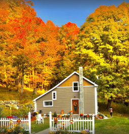 Stunning fall colors on trees behind home