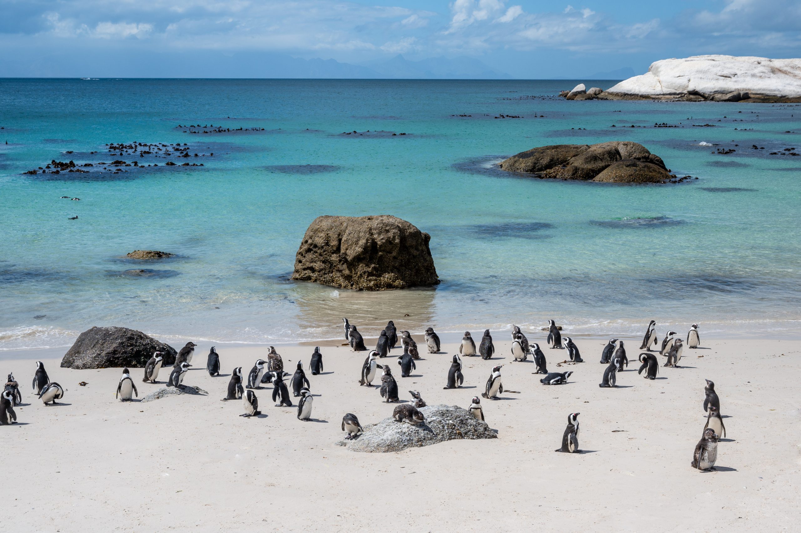 Penguin colony at Boulders Beach near Cape Town