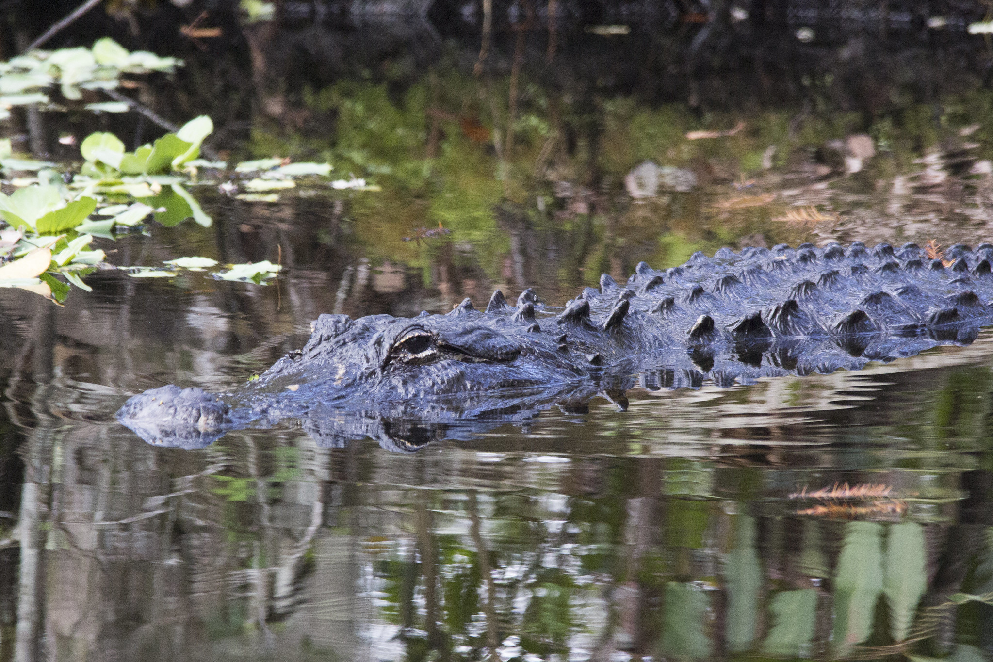 Alligators are easy to find at the Audubon Corkscrew Swamp Sanctuary.