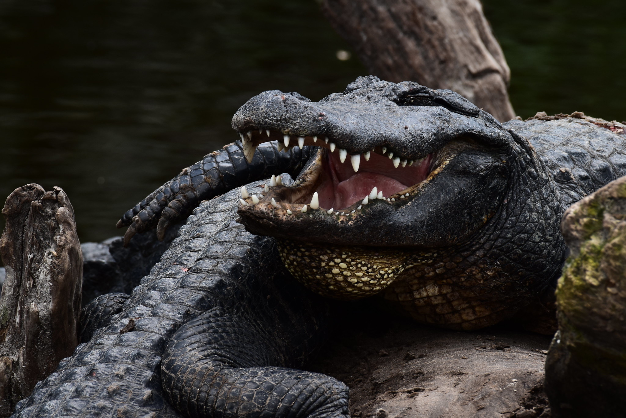 This alligator looks like he is smiling for the camera.