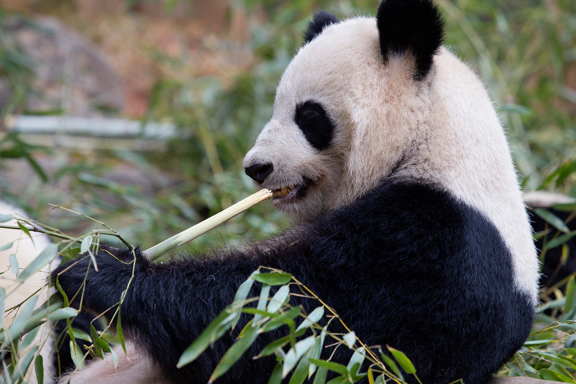 Giant panda eating bamboo