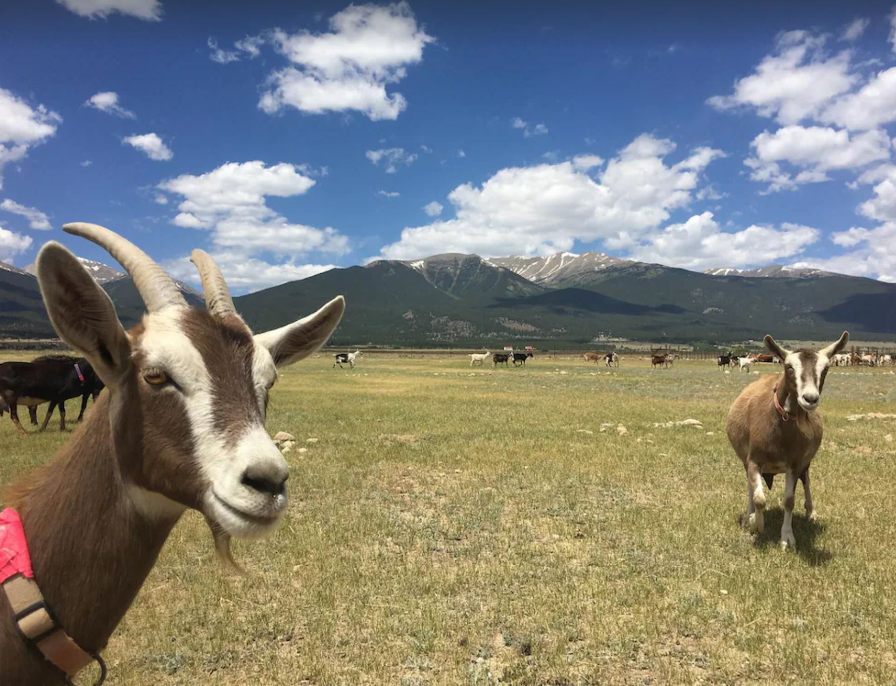 Jumpin Goat Dairy Farm Stay