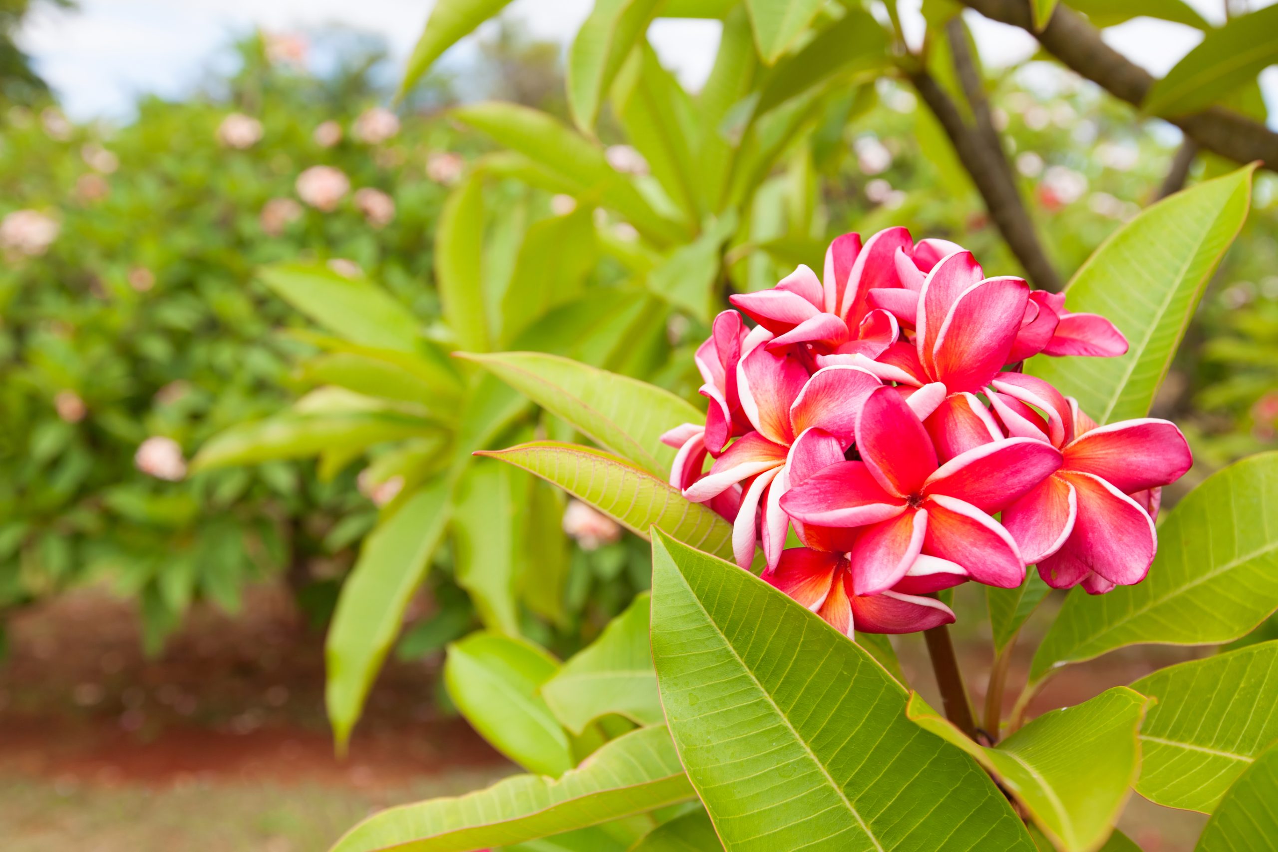 plumeria flowers in Kauai