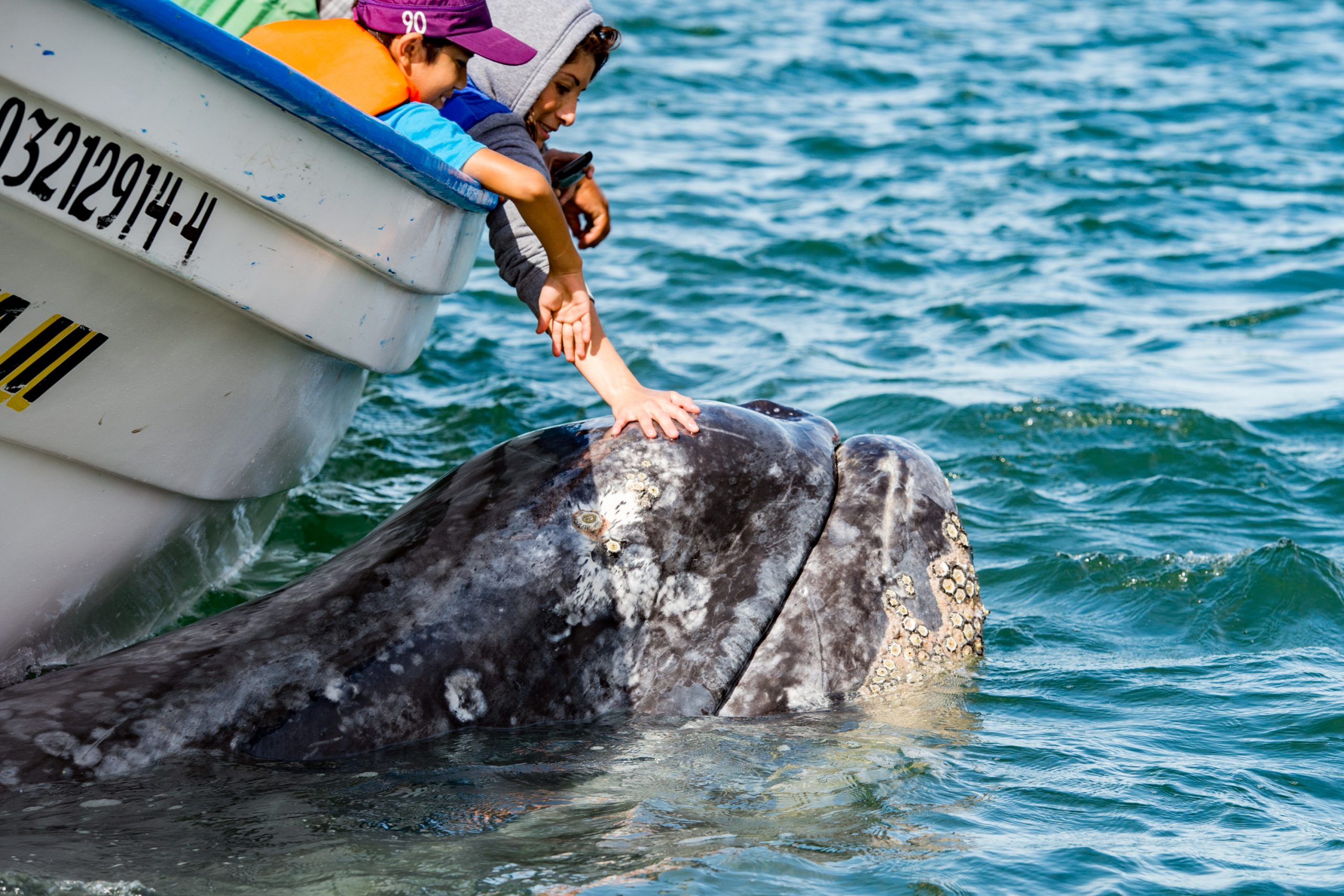 Puerto Lopez Mateos, petting a gray whale