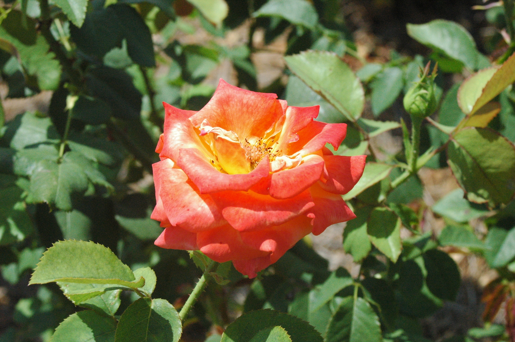 A orange rose in the garden